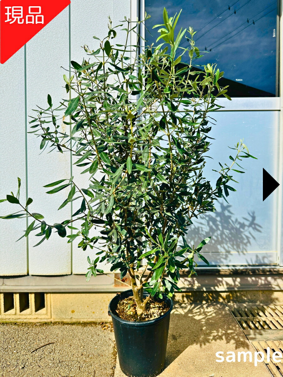 楽天市場】【現品発送】太い オリーブの苗木 チプレシーノ 8号 樹高0.9