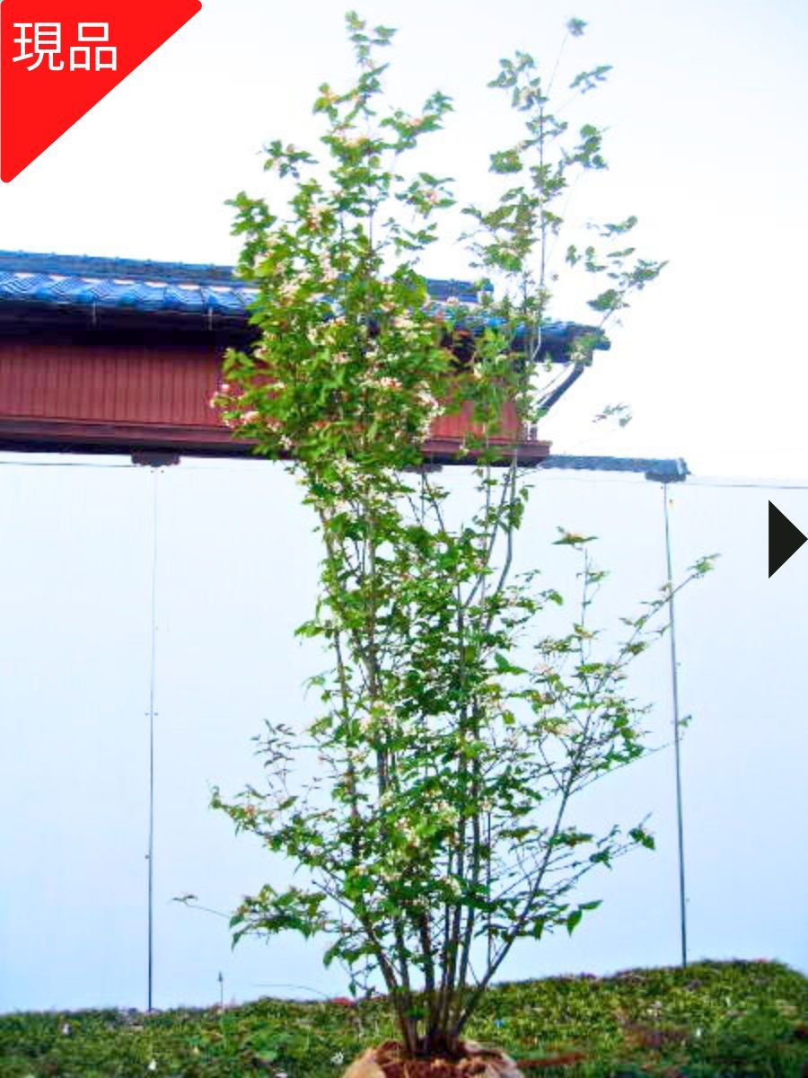 楽天市場】【現品発送】オトコヨウゾメ 株立ち 樹高1.7-2.0m(根鉢含ま