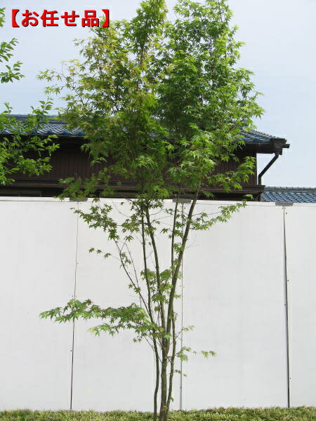 楽天市場】【スーパーセール10%OFF】イロハモミジ 株立 樹高2.5m前後