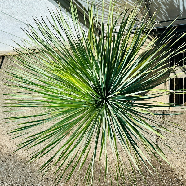 楽天市場】【一点もの】ユッカ ロストラータ 10号鉢 樹高1.1m(鉢底