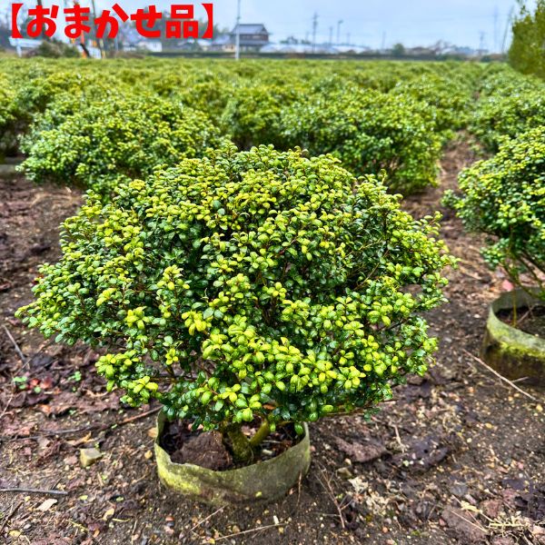 ツゲ 植木」の人気商品一覧 | 安い商品を通販サイトから探す - 価格.com