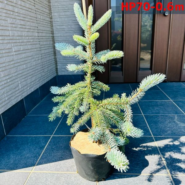 楽天市場】【現品発送】もみの木の王様プンゲンストウヒ ホプシー(つぎ