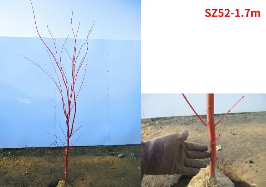 楽天市場】【現品発送】モミジ サンゴカクモミジ(珊瑚閣) 樹高1.7-1.8m