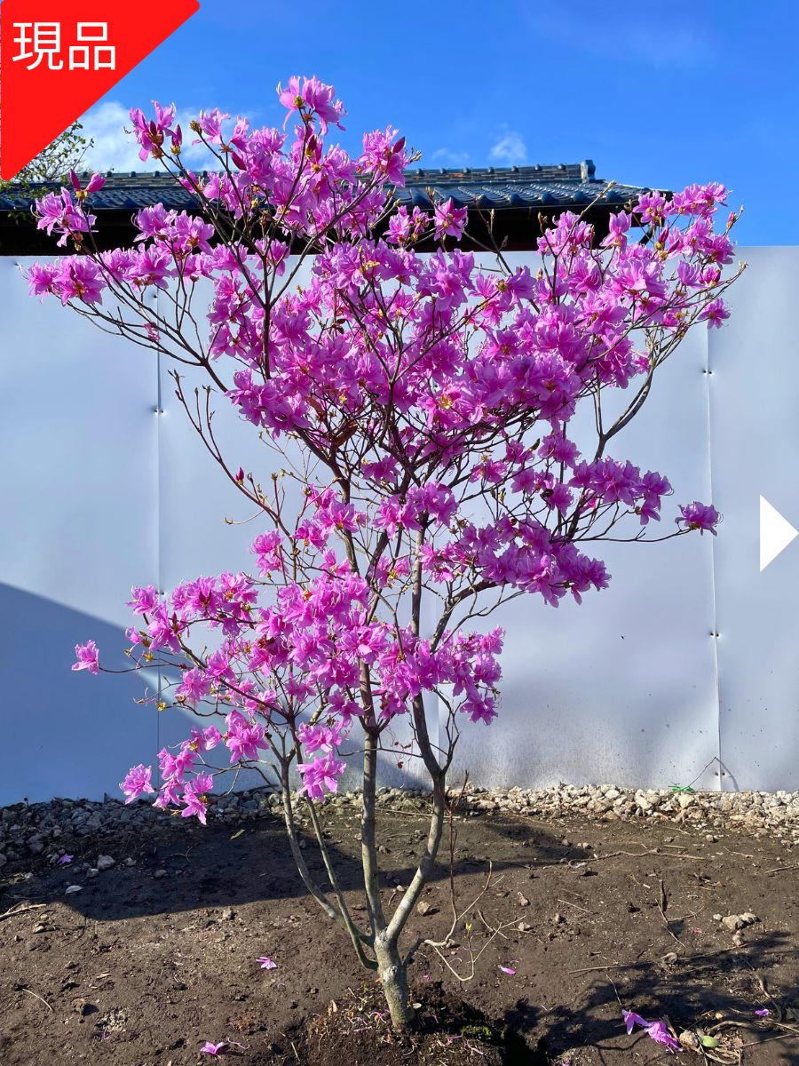 苗 ミツバツツジ 苗」の人気商品一覧 | 安い商品を通販サイトから探す