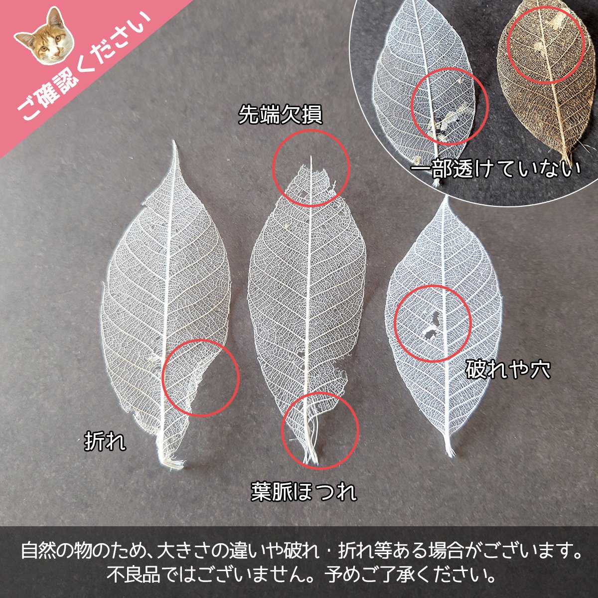 楽天市場】【プリザーブドフラワー】枝付きカスミソウ リーフ付き