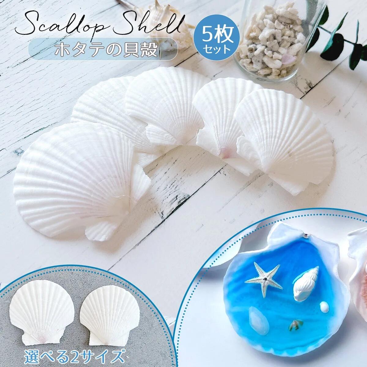 楽天市場】【自然素材】5枚 本物のホタテ貝 ちょこっと大きめ♪ 5.5cm