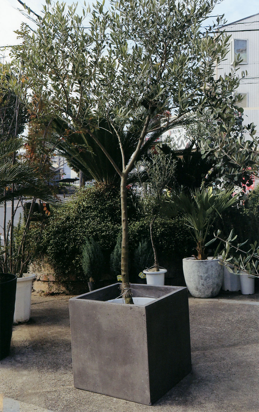 楽天市場】植木鉢 大型 おしゃれ 人気 プランター おすすめ ポット 大