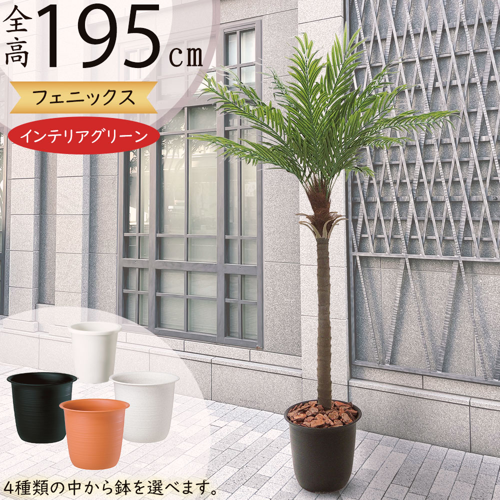 観葉植物 フェニックスロベレニー」の人気商品一覧 | 安い商品を通販