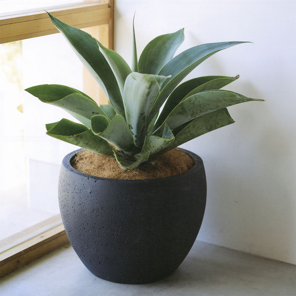 楽天市場】植木鉢 大型 人気 プランター おすすめ ブラック 黒 観葉