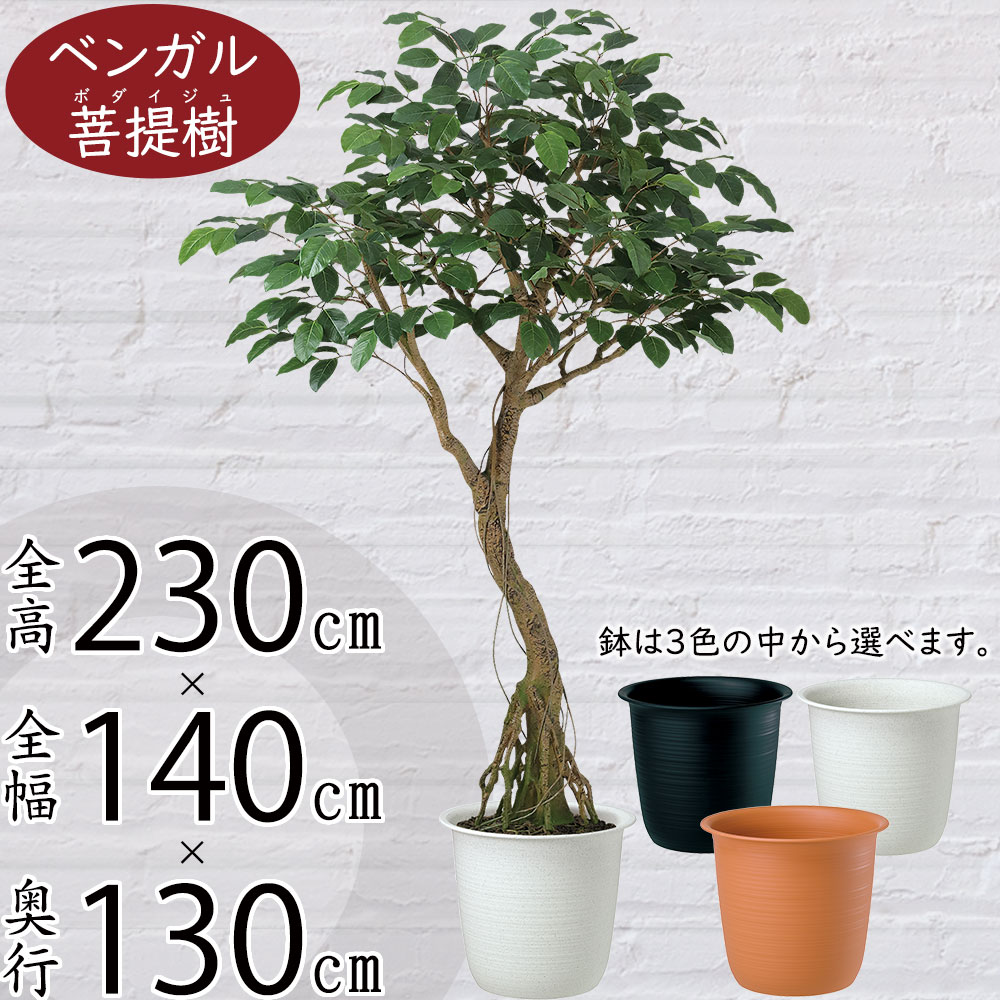 楽天市場】フェイクグリーン 大型 おしゃれ ベンガル菩提樹 ボダイジュ