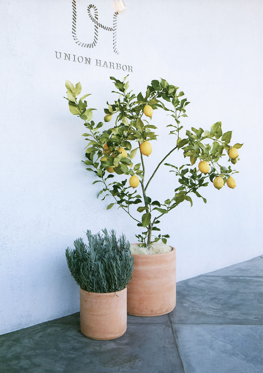 楽天市場】テラコッタ 植木鉢 おしゃれ 人気 プランター おすすめ 観葉