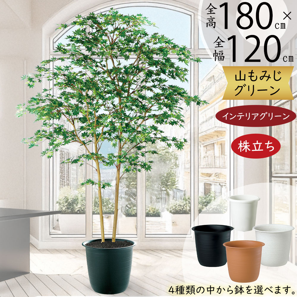 逸品。ヤマモミジ本株立ち2.9M(鉢底から) 逸品。ヤマモミジ本株立2.9M