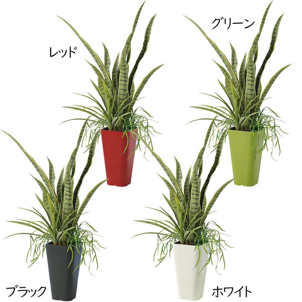 楽天市場】サンセベリア サンスベリア フェイクグリーン 多肉植物