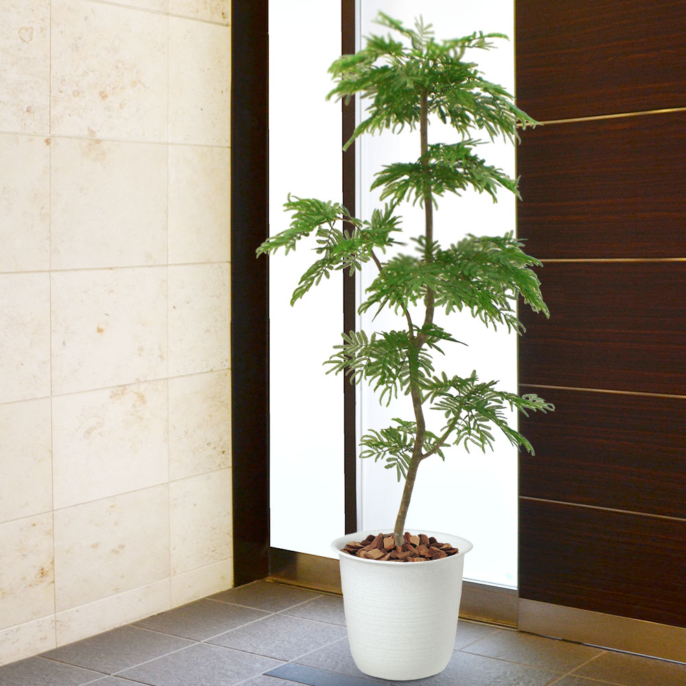 楽天市場】フェイクグリーン 屋外用 屋外対応 大型 おしゃれ ネムノキ