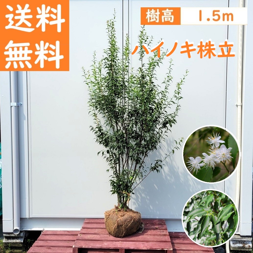 楽天市場】送料無料 150cm シンボルツリー 庭木 常緑樹 おしゃれ 大型