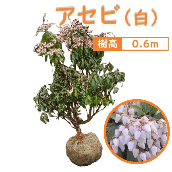 楽天市場】60cm 白 シンボルツリー 庭木 花木 馬酔木 植木 常緑樹