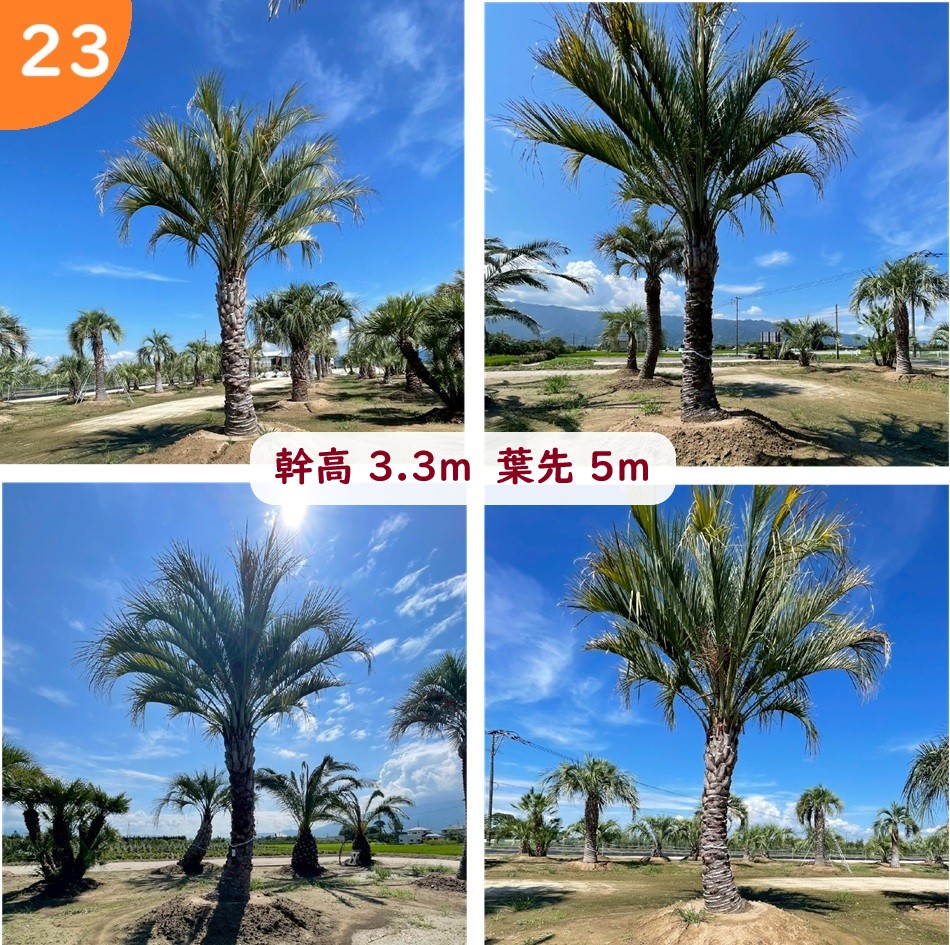 観葉植物 ココスヤシ」の人気商品一覧 | 安い商品を通販サイトから探す