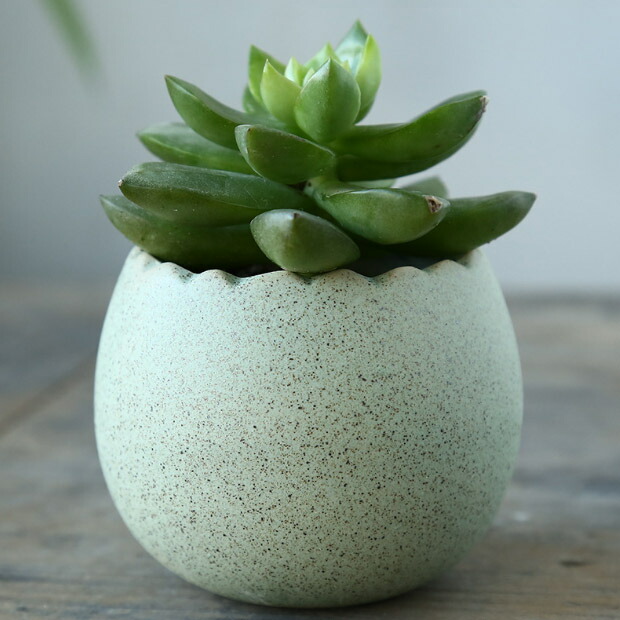 楽天市場】【vase341】送料無料 植木鉢 6点セット マット質感 卵型