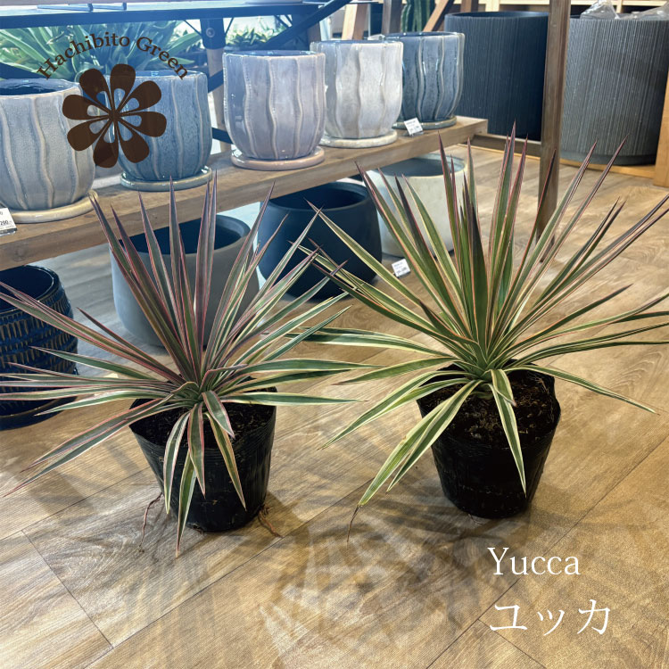 楽天市場】ユッカ・アロイフォリア（花・観葉植物｜花・ガーデン・DIY