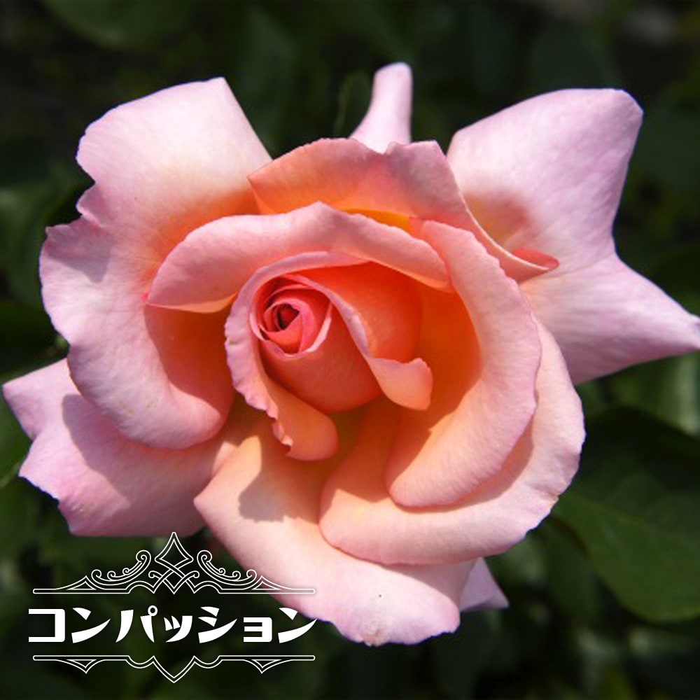 楽天市場】四季咲き強香つるバラ 【コンパッション】 3年生特大苗