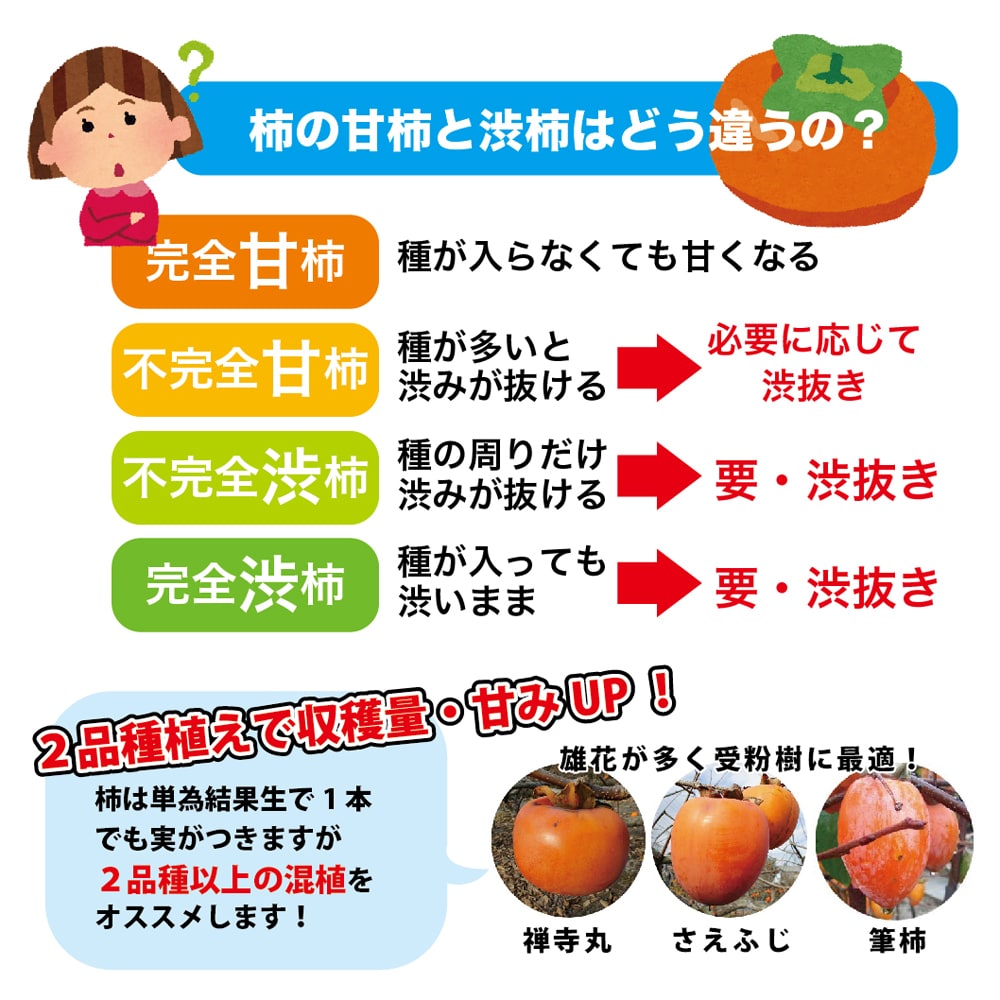 楽天市場】柿の苗木 【麗玉】 完全甘柿 3年生接木1.1m大苗 【産地で