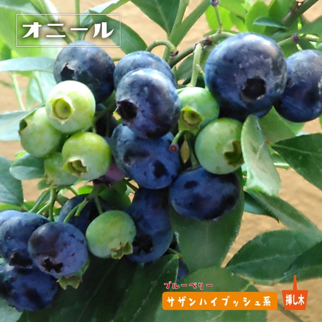 楽天市場】【オニール】 サザンハイブッシュ系 2年生挿木苗