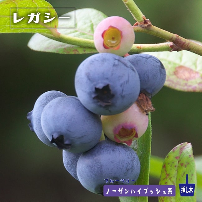 楽天市場】【レガシー】 ノーザンハイブッシュ系 2年生挿木苗