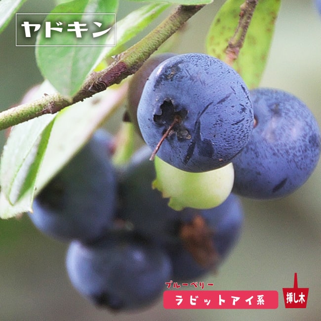 楽天市場】【ヤドキン】 ラビットアイ系 2年生挿木苗 ブルーベリー苗木