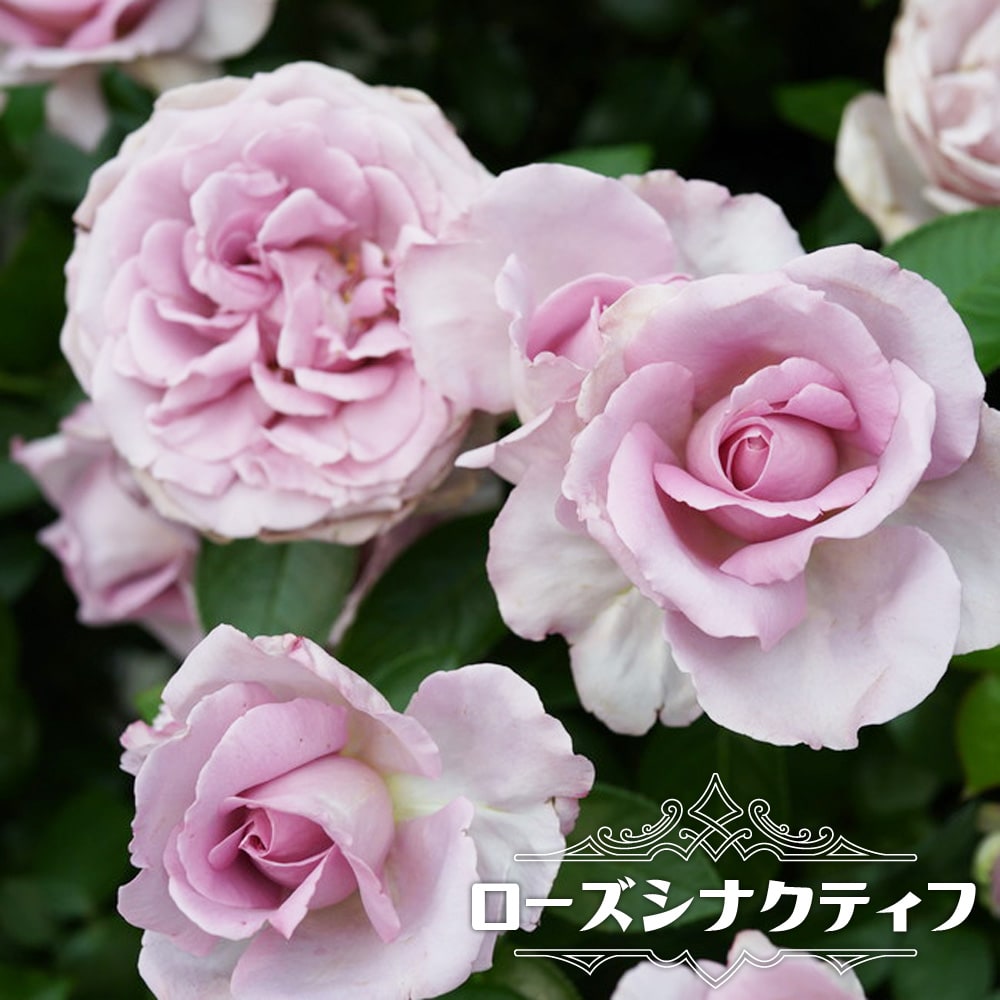 楽天市場】四季咲きバラ苗 【ローズシナクティフ】 1年生新苗 登録品種