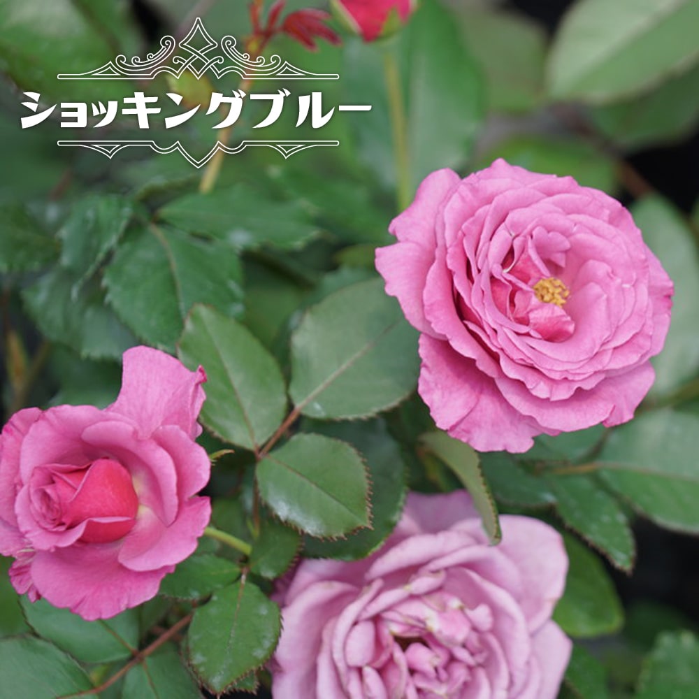 楽天市場】四季咲きバラ苗 【ショッキングブルー】 2年生大苗 : 苗木部