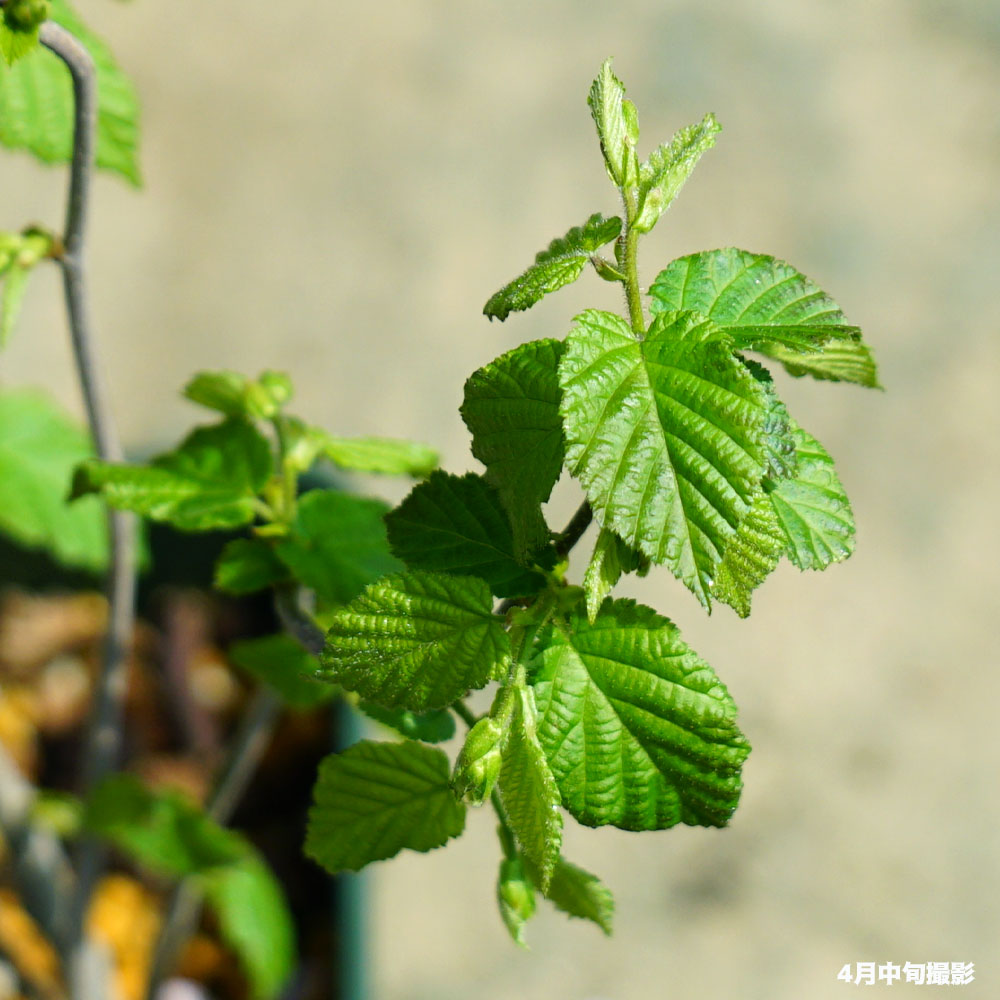 楽天市場】【ウェブズプライズ】 ヘーゼルナッツ 1年生苗 : 苗木部