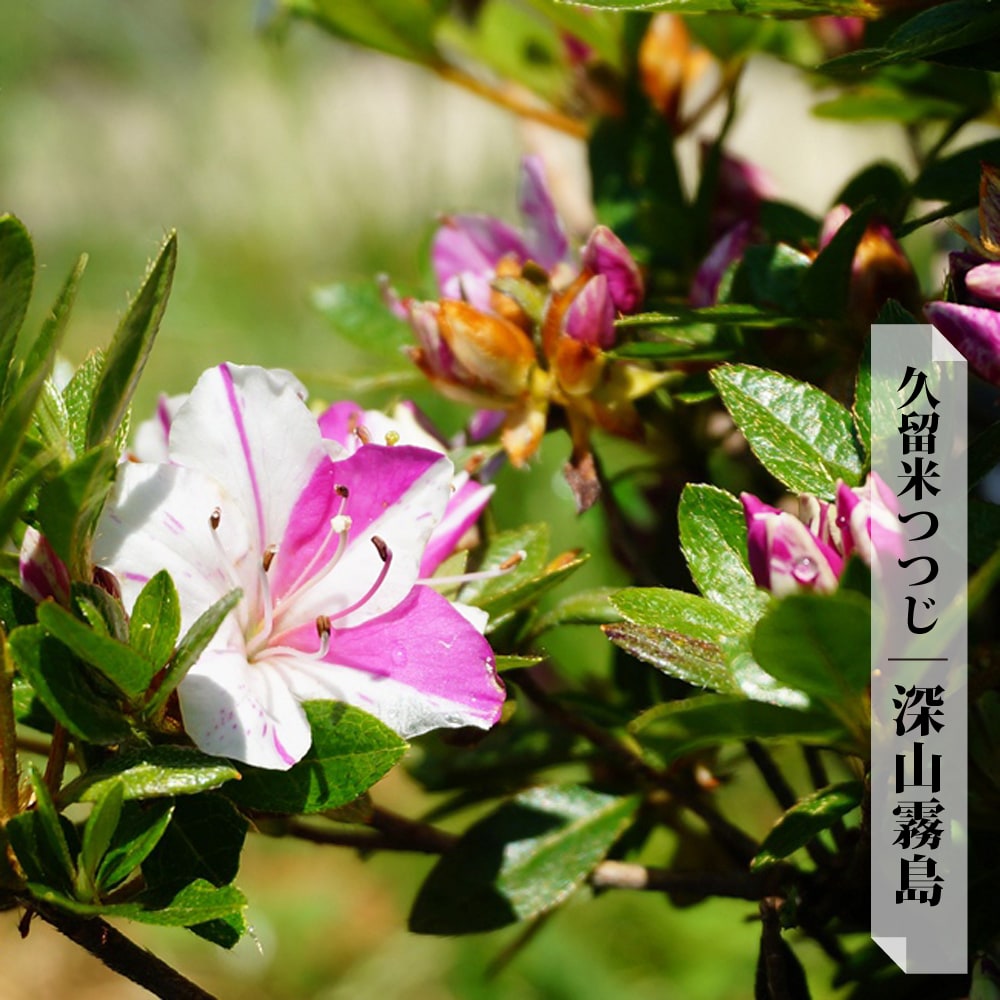 楽天市場】ツツジ 苗 クルメツツジ 【深山霧島 (ミヤマキリシマ) 】 4