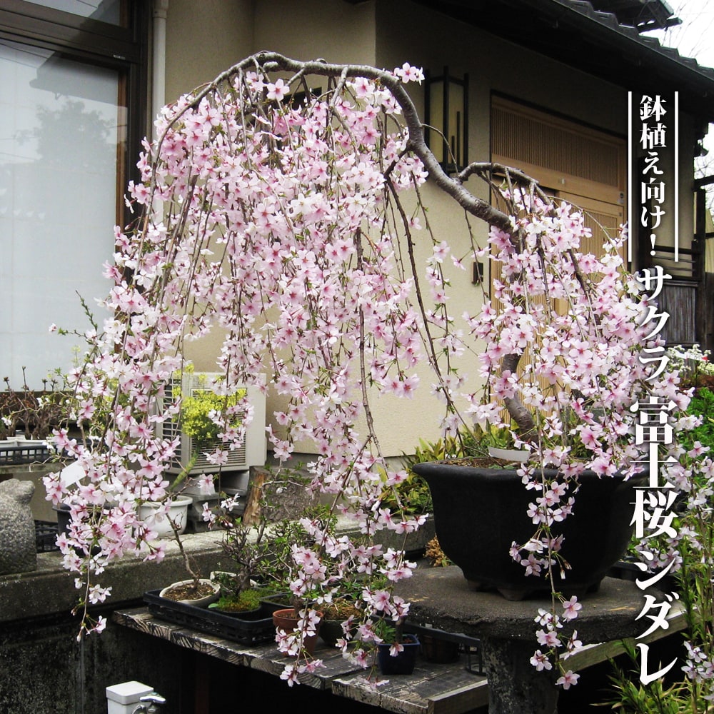 楽天市場】富士桜 【富士しだれ】 3号ポット苗 挿し木 【ハナヒロ