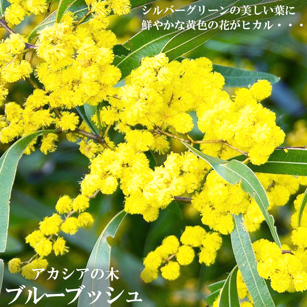 楽天市場】アカシアの木 【ブルーブッシュ】 3.5号ポット苗 : 苗木部