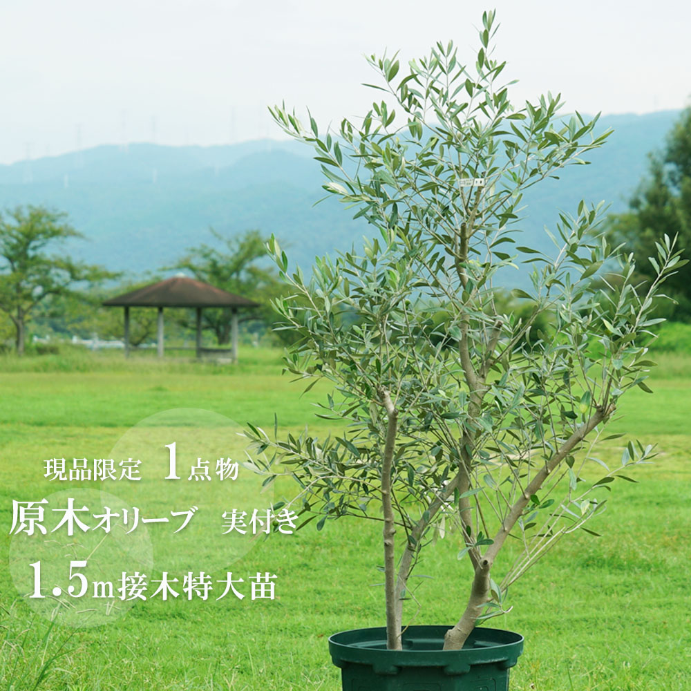 楽天市場】【国産 オリーブ原木】 □現品1点物□ オリーブの木 特大苗