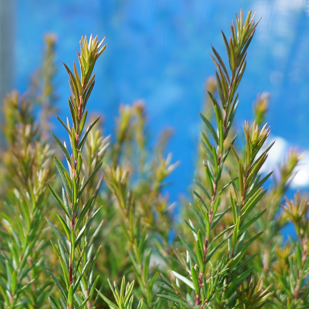 楽天市場】グレビレア 【ジョン エバンス】 7号ポット大苗 低木 庭木