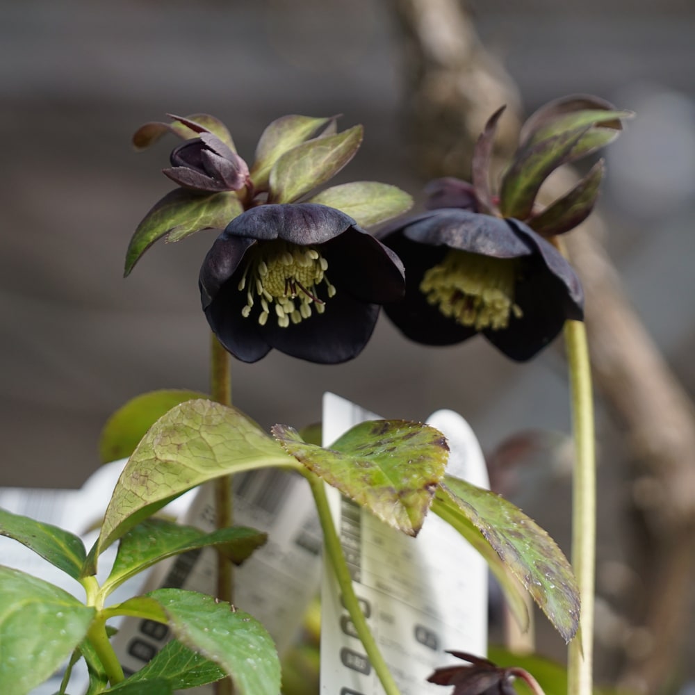 楽天市場】【ブラックパール】 一重咲きクリスマスローズ 3号ポット 苗