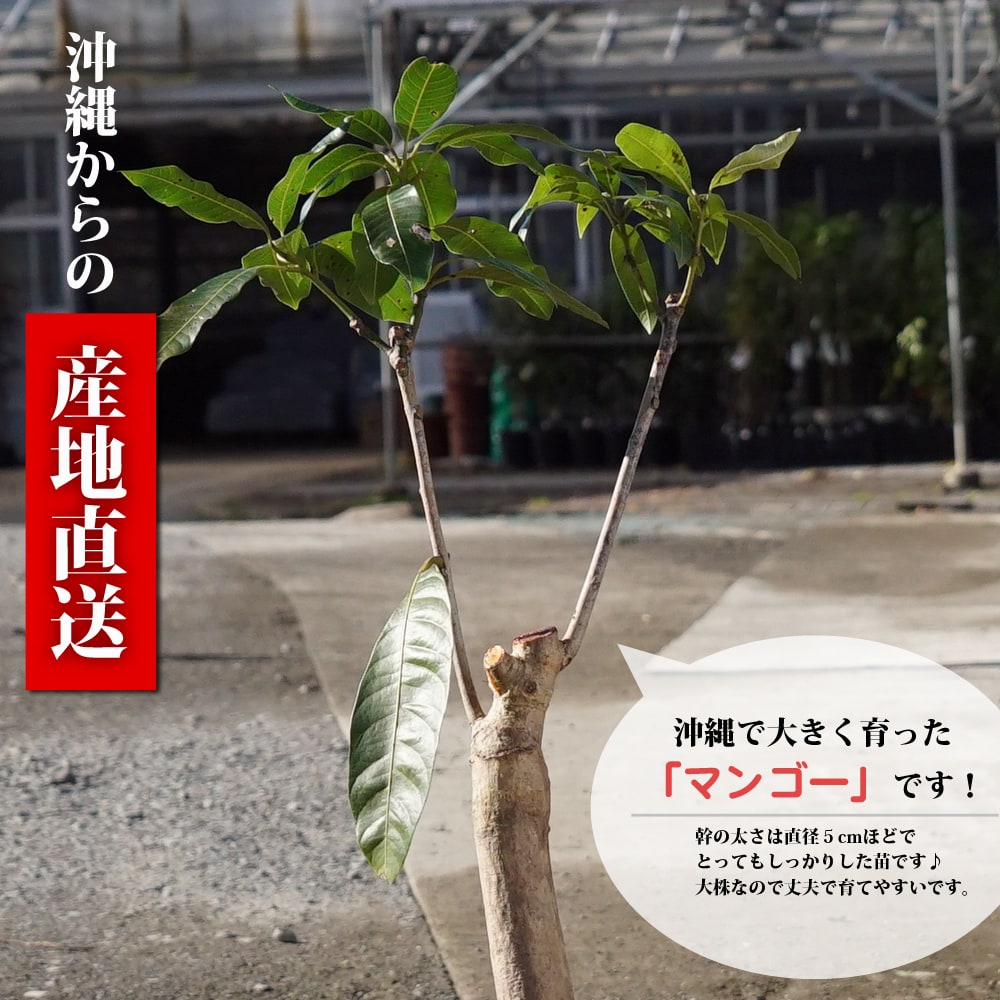 楽天市場】マンゴーの木 【キーツ】 8号ポット 特大苗 沖縄県産・産地