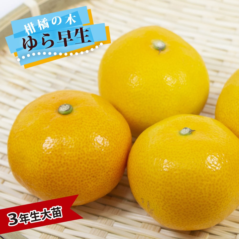 楽天市場】みかん 苗木 【ゆら早生 温州みかん】 3年生接木大苗 【産地