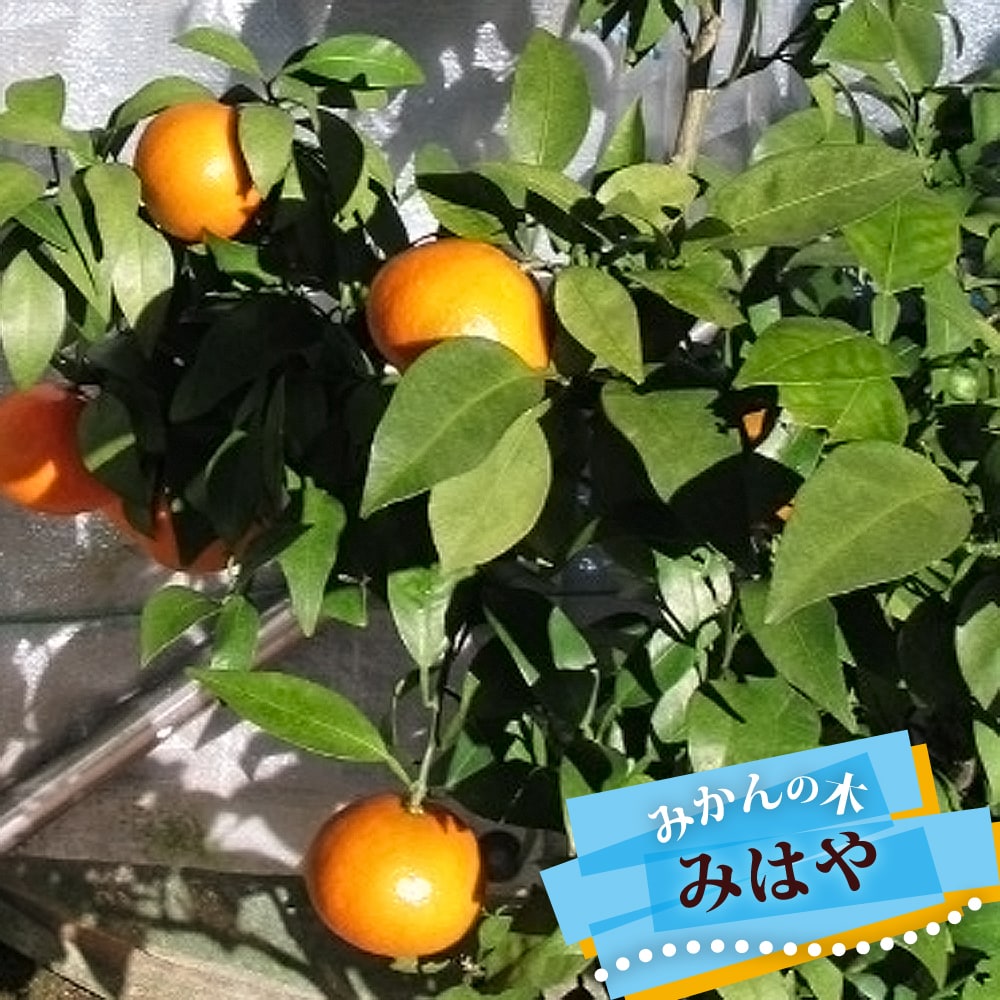 楽天市場】みかん 苗木 【みはや】 温州みかん 3年生接木大苗 【産地で