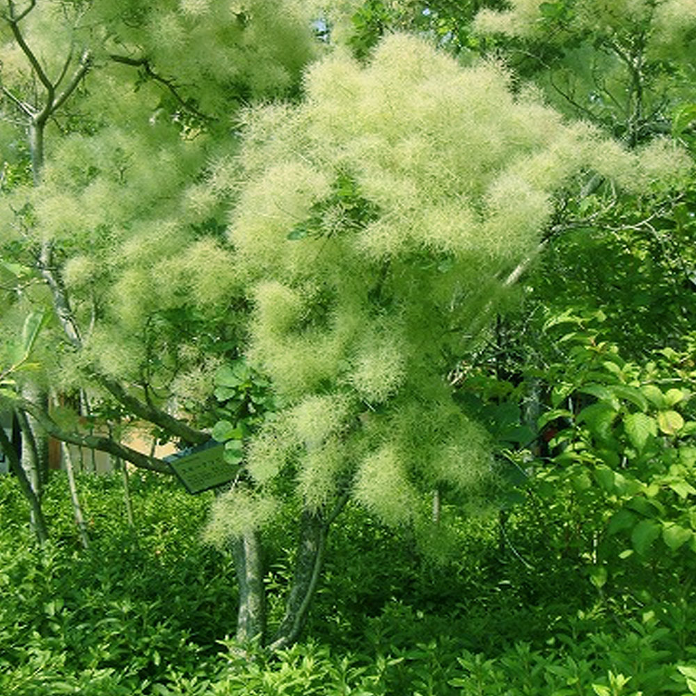 楽天市場】スモークツリー 【グリーン系】 5号 白鉢植え : 苗木部 by