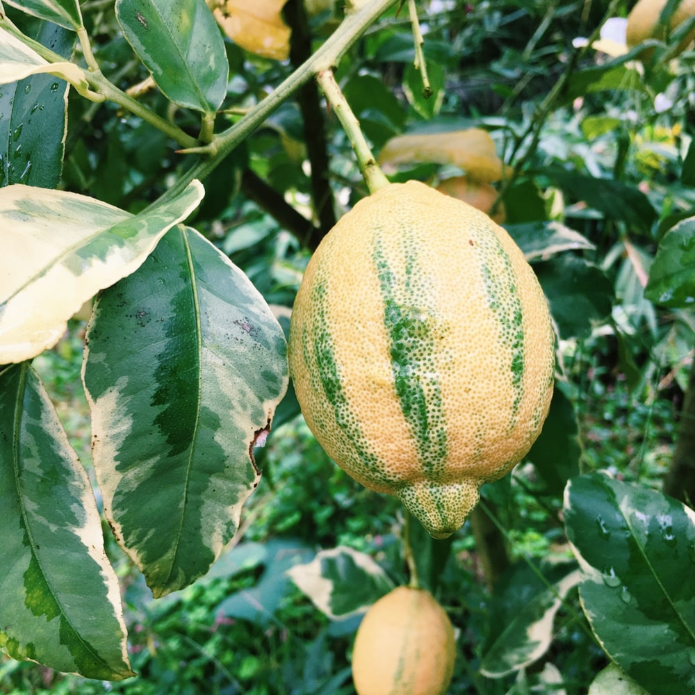 楽天市場】斑入りレモンの木 【ピンクレモネード】 3年生 接木大苗