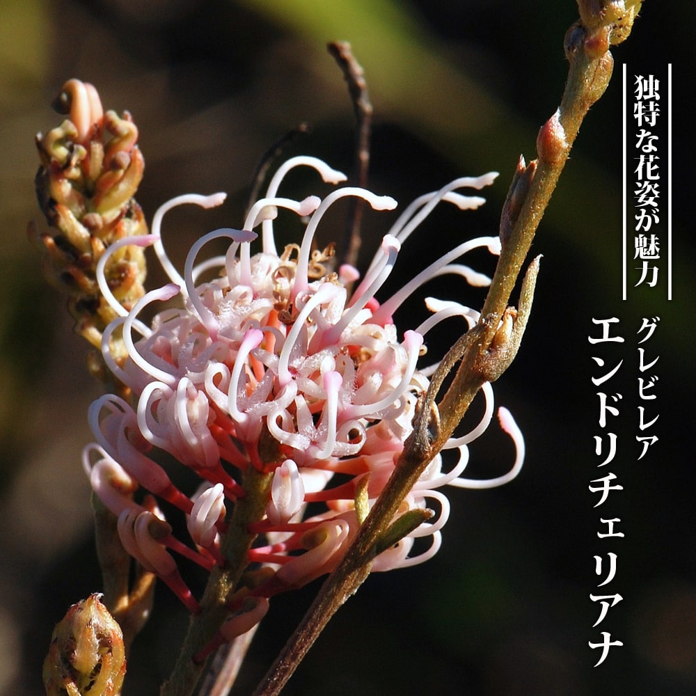 楽天市場】グレビレア 【エンドリチェリアナ】 7号ポット大苗 : 苗木部