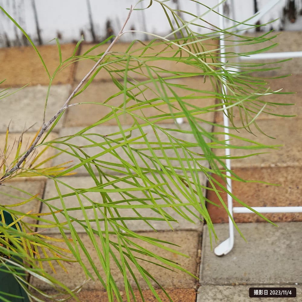 楽天市場】グレビレア 【ハニージェム】 5号スリット鉢植え : 苗木部