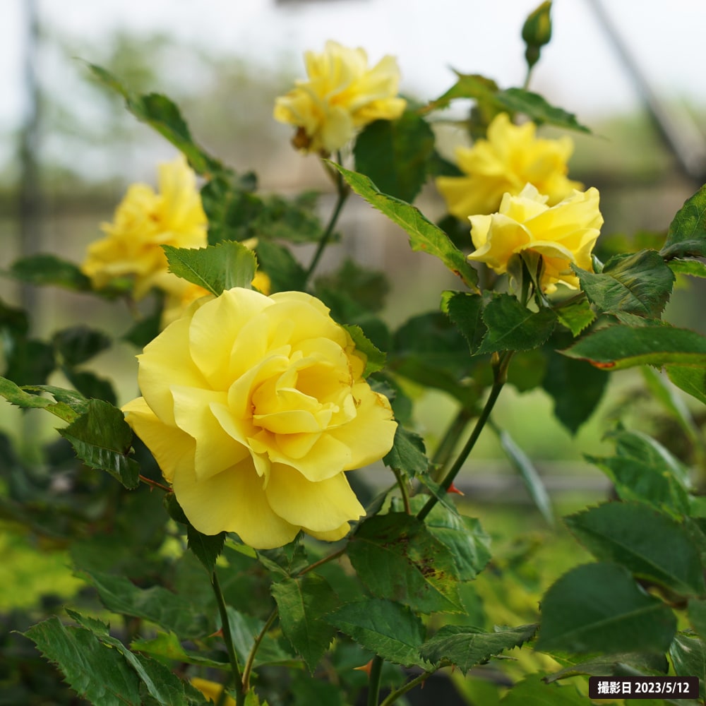 楽天市場】四季咲きバラ苗 【フリージア】 2年生大苗 : 苗木部 by 花