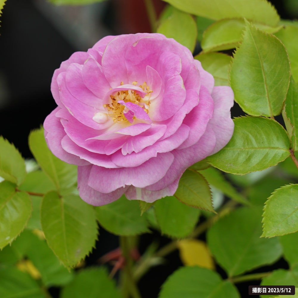 楽天市場】四季咲きバラ苗 【アークティックブルー】 2年生大苗 品種