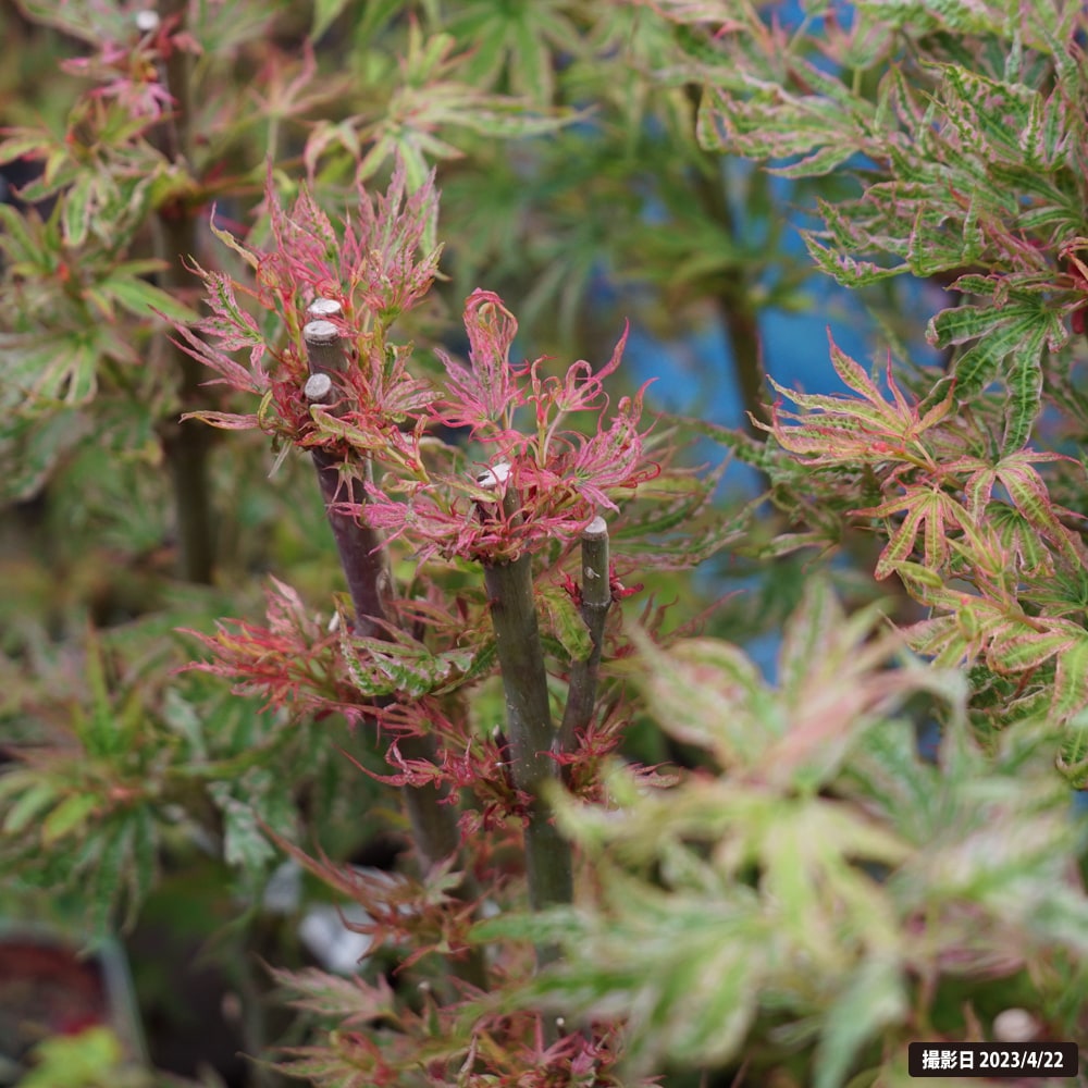 楽天市場】モミジ 【日笠山】 テーブルサイズ 鉢植え : 苗木部 by 花