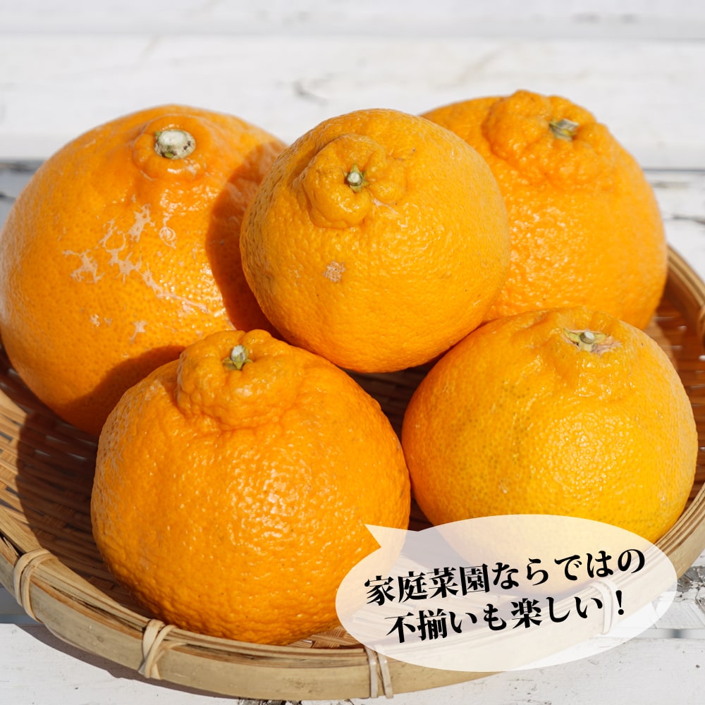 楽天市場】みかん 苗木 【デコポン 不知火】 3年生接木大苗 【産地で