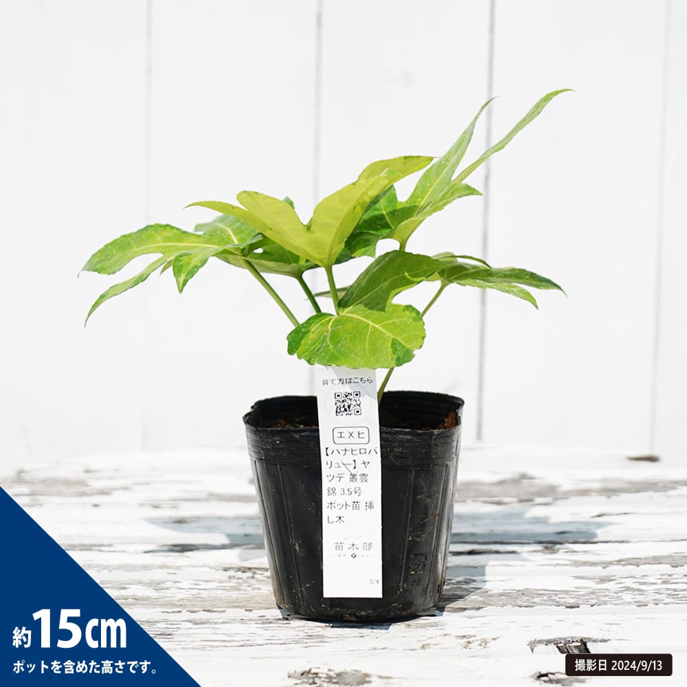 楽天市場】ヤツデ 【叢雲錦】 3.5号ポット苗 挿し木 【ハナヒロ