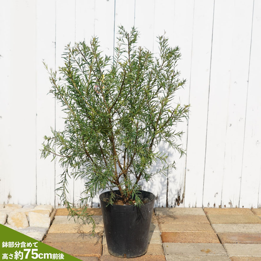 楽天市場】グレビレア 【ジョン エバンス】 7号ポット大苗 低木 庭木